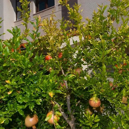 Anci Apartament Mali Lošinj