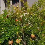 Anci Apartment Mali Lošinj